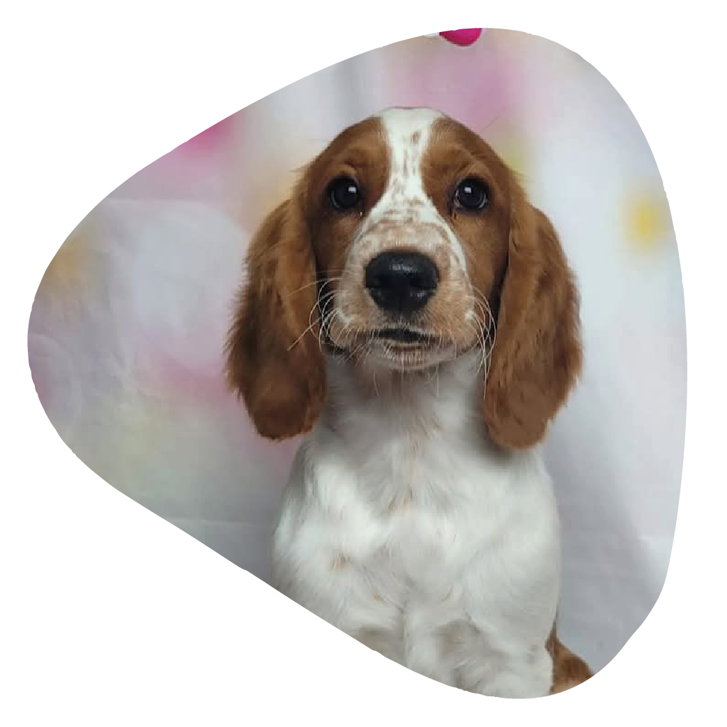 Puppy_2